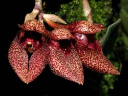 bulbophyllum_frostii3_cd