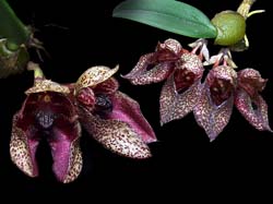 bulbophyllum_frostii4_cd