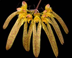 bulbophyllum_giganteum_cd