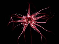 bulbophyllum_gracillimum_ws_cd