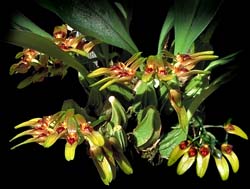 bulbophyllum_graveolens_cd