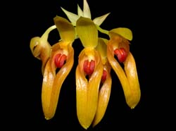 bulbophyllum_graveolens_ws_cd