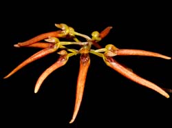 bulbophyllum_helenae_ws_cd