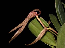 bulbophyllum_hyalosema_cd