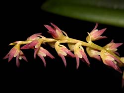 bulbophyllum_josephii_cd