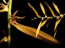 bulbophyllum_kanburiense_cd