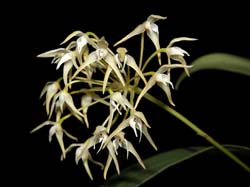 bulbophyllum_laxiflorum_cd