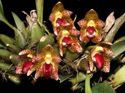 bulbophyllum_leopardinum2_cd