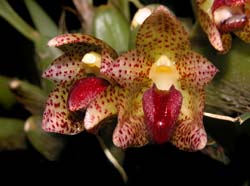 bulbophyllum_leopardinum3_cd