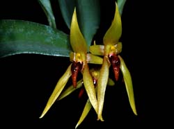 bulbophyllum_levariate_cd