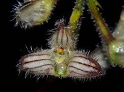 bulbophyllum_lindleyanum_ws_cd