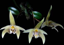 bulbophyllum_lobbii_cd