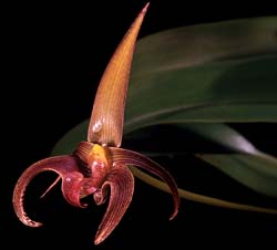 bulbophyllum_lobbii_red_cd