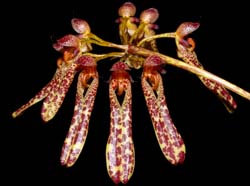 bulbophyllum_longiflorum_spotted_cd