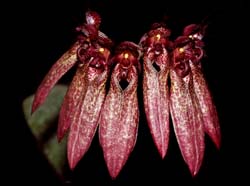 bulbophyllum_longiflorum_ws_cd