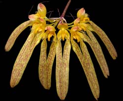 bulbophyllum_longifolium_cd