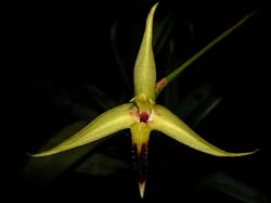 bulbophyllum_longiscapum_cd