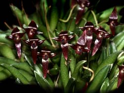 bulbophyllum_macphersonii_cd