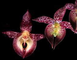 bulbophyllum_macranthum_cd