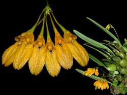 bulbophyllum_macroleum_cd