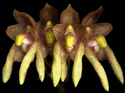 bulbophyllum_maculosum_cd