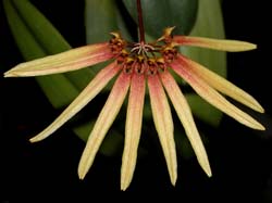 bulbophyllum_makoyanum_cd