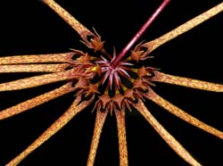 bulbophyllum_makoyanum_ws_cd