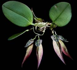 bulbophyllum_mirum2_cd