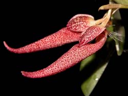 bulbophyllum_mirum3_cd