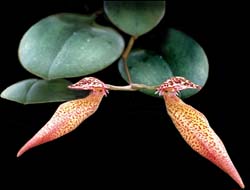 bulbophyllum_mirum_cd