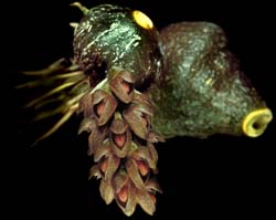 bulbophyllum_muscarirubrum_cd