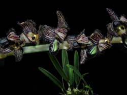 bulbophyllum_nigrescens_cd