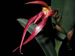 bulbophyllum_nymphopolitanum2_cd