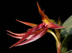 bulbophyllum_nymphopolitanum3_cd