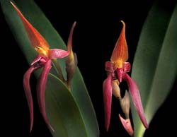 bulbophyllum_nymphopolitanum_cd