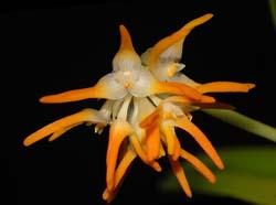 bulbophyllum_odoratissimum_WS_cd