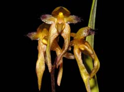 bulbophyllum_omerandum_WS_cd