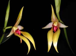 bulbophyllum_orthoglossum_cd kopie