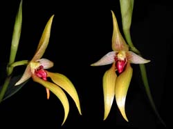 bulbophyllum_orthoglossum_cd