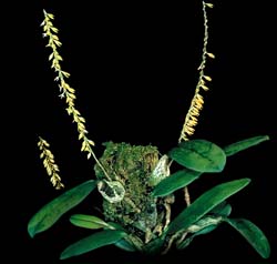 bulbophyllum_oxychilum_cd