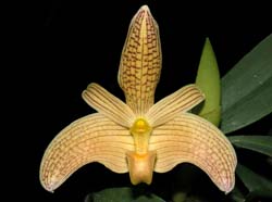 bulbophyllum_palawense2_cd