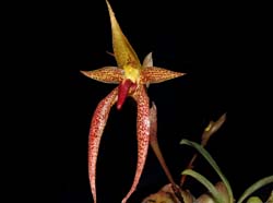 bulbophyllum_papulosum_ws_cd