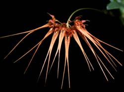 bulbophyllum_pectenervis_cd