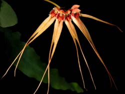 bulbophyllum_pectenveneris_cd