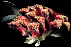 bulbophyllum_phalaenopsis_cd