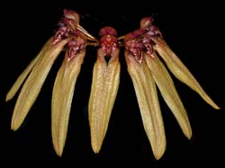 bulbophyllum_picturatum2_cd