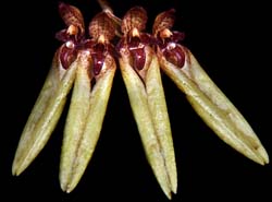 bulbophyllum_picturatum_cd