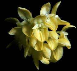 bulbophyllum_pleurothallidandum_cd