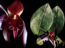 bulbophyllum_reticulatum_cd