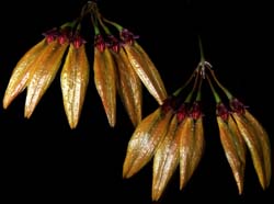 bulbophyllum_retusiusculum2_cd